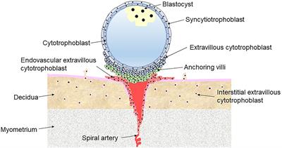 Current Studies of Mitochondrial Quality Control in the Preeclampsia